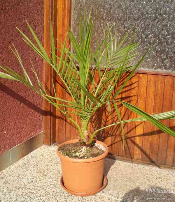 Palma datlová (Phoenix), výška 65 cm - foto 1