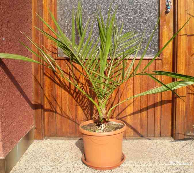 Palma datlová (Phoenix), výška 65 cm - foto 2