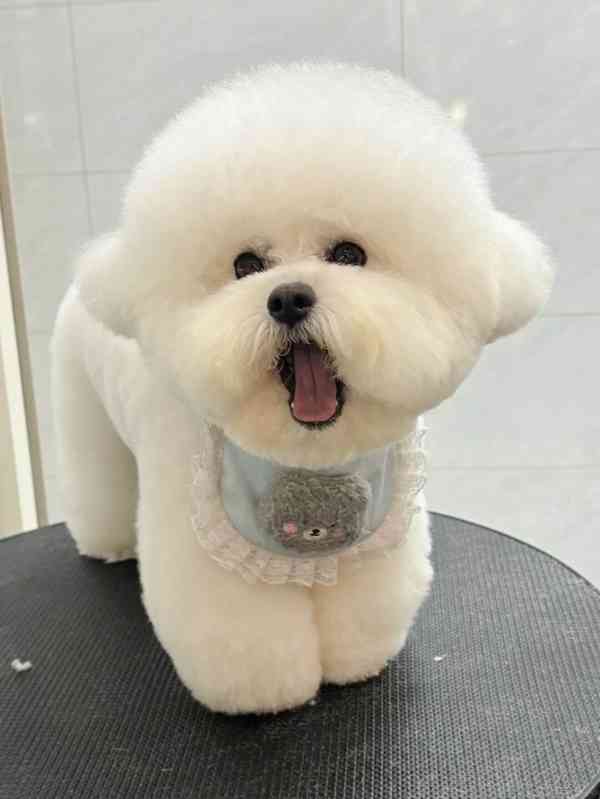  Volná štěňata pejska a fenky bišonka k adopci   - foto 2