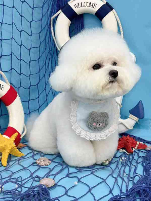  Volná štěňata pejska a fenky bišonka k adopci   - foto 3