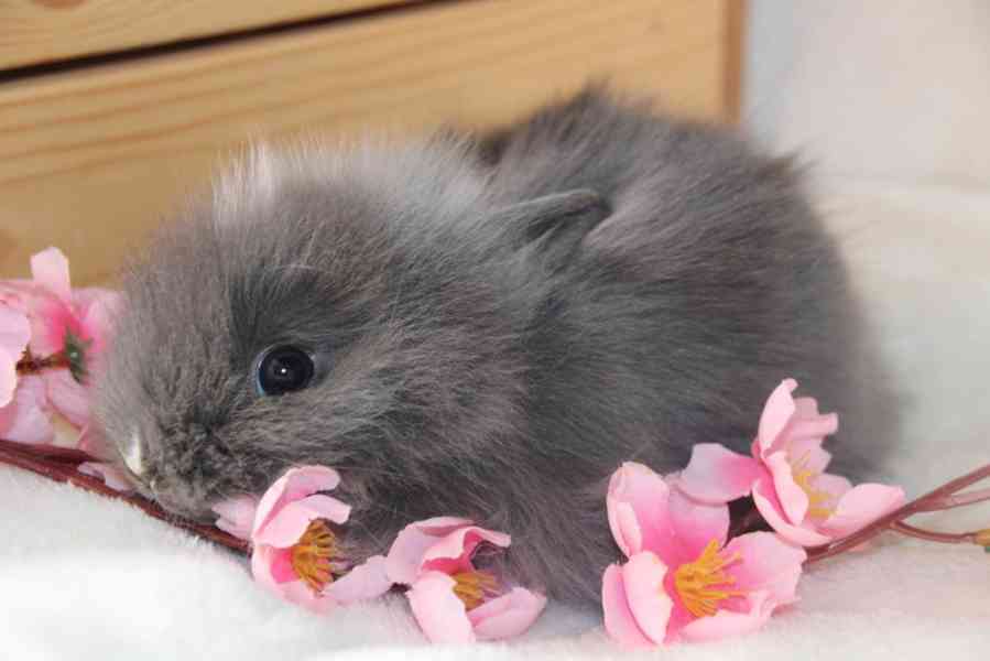 Nádherná teddy miminka - foto 4
