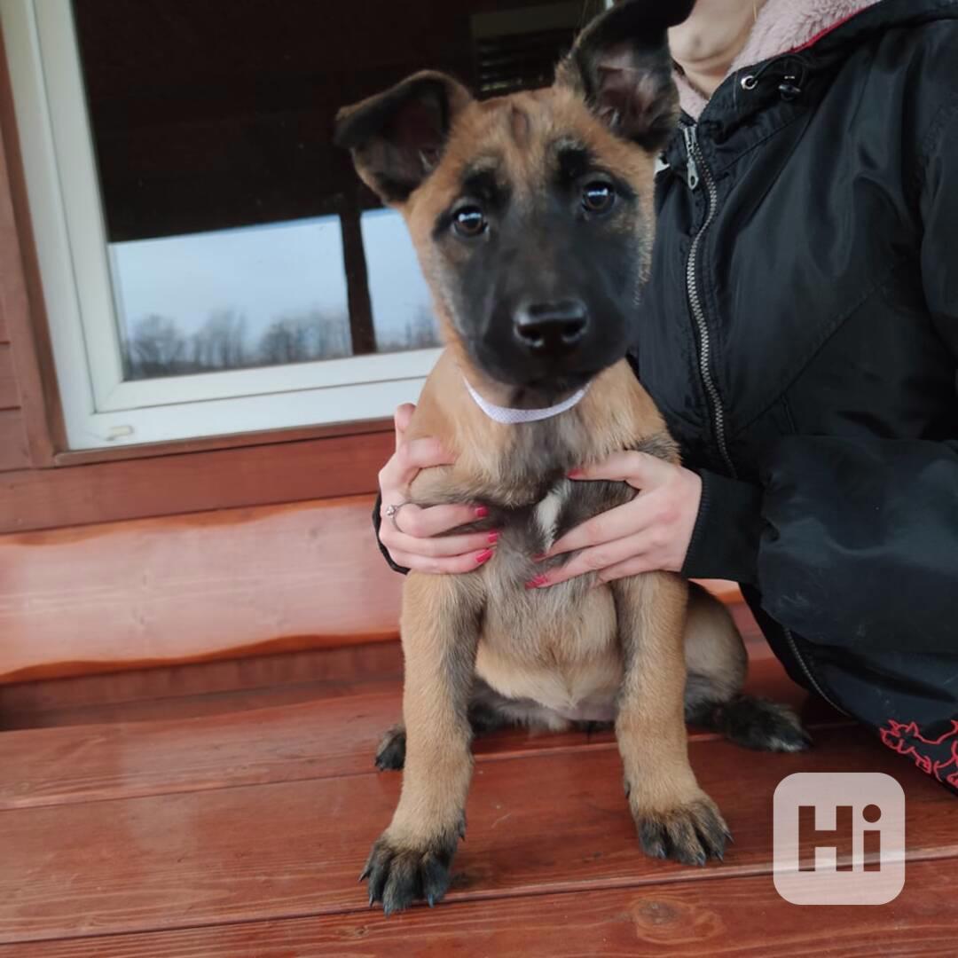 štěňata belgický ovčák malinois s PP - foto 1
