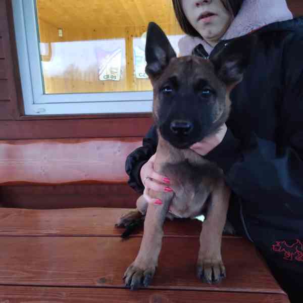 štěňata belgický ovčák malinois s PP - foto 5