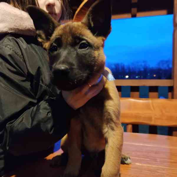 štěňata belgický ovčák malinois s PP - foto 2