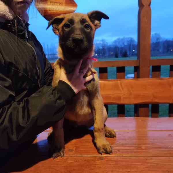 štěňata belgický ovčák malinois s PP - foto 4