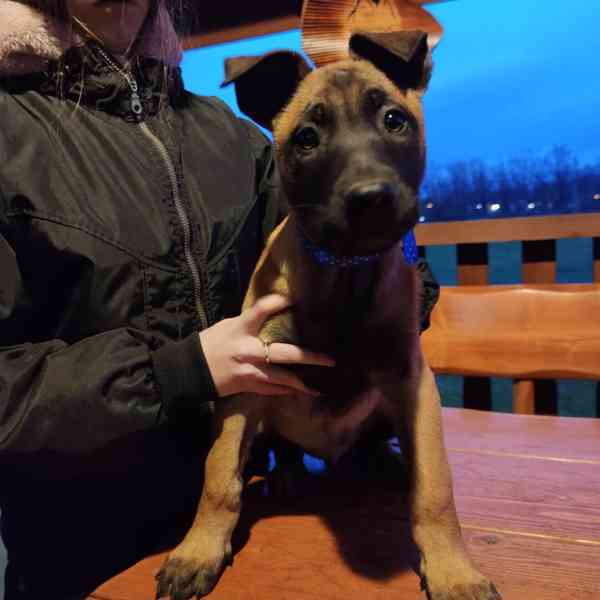 štěňata belgický ovčák malinois s PP - foto 3