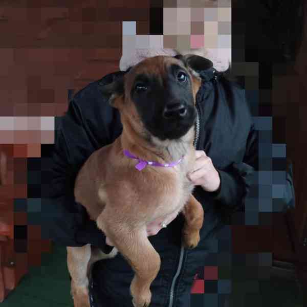 štěňata belgický ovčák malinois s PP - foto 6