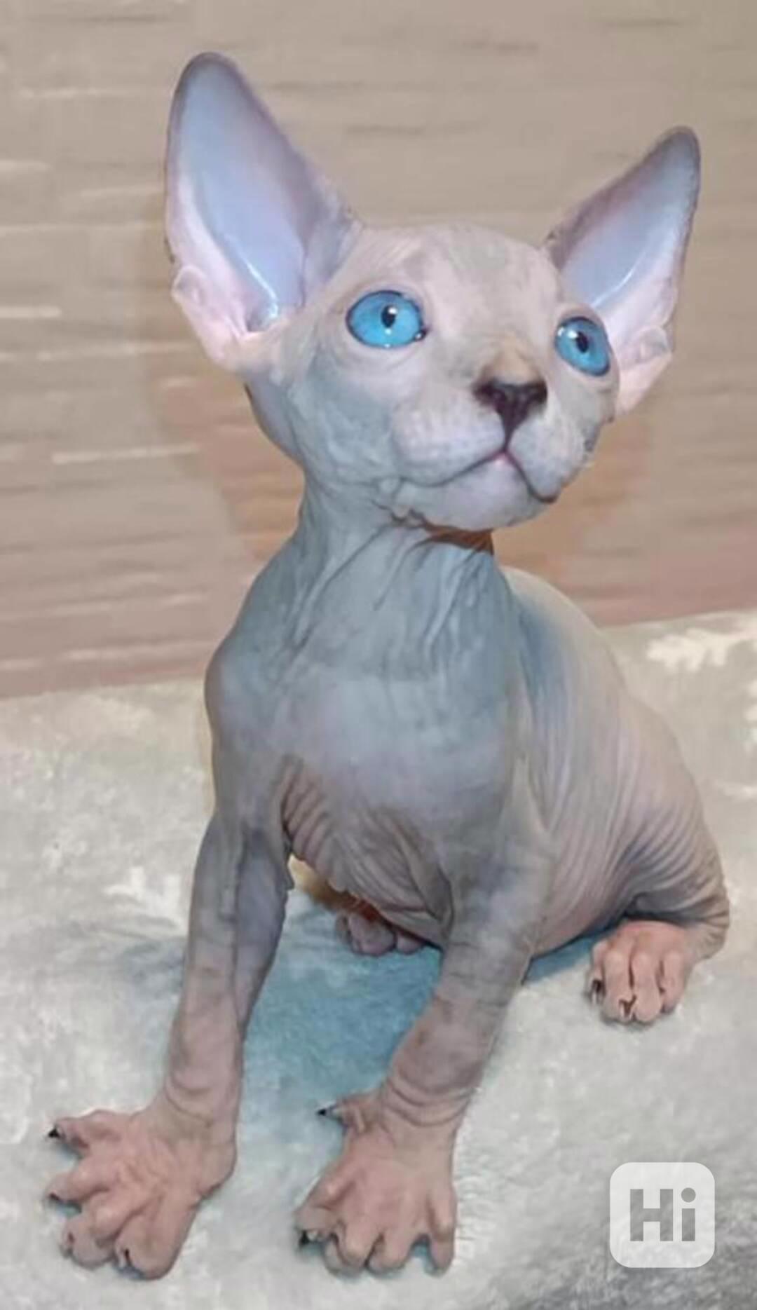 Cuddle Sphynx Kittens For Sale - foto 1