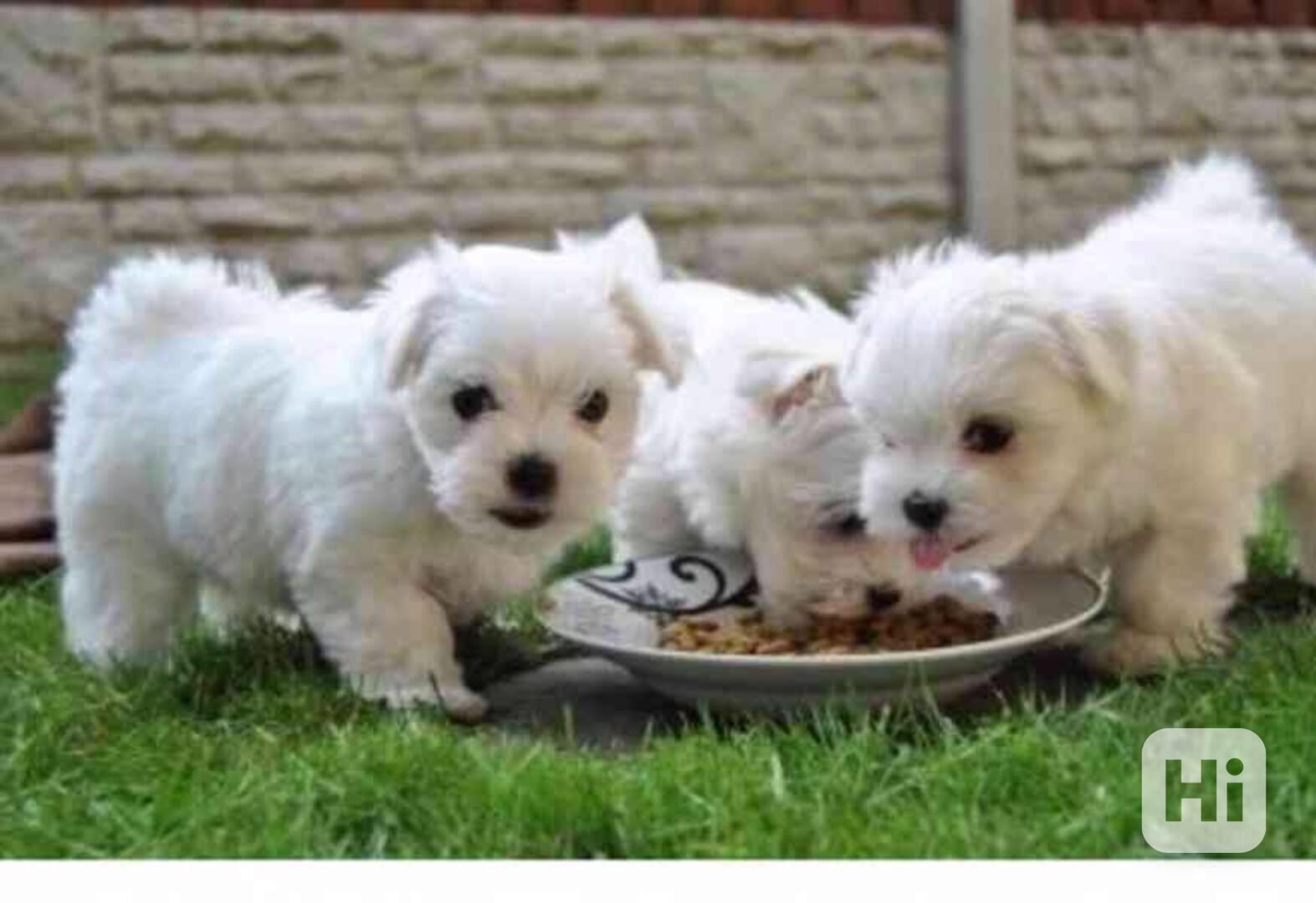 Štěňata pomeraniana k adopci - foto 1