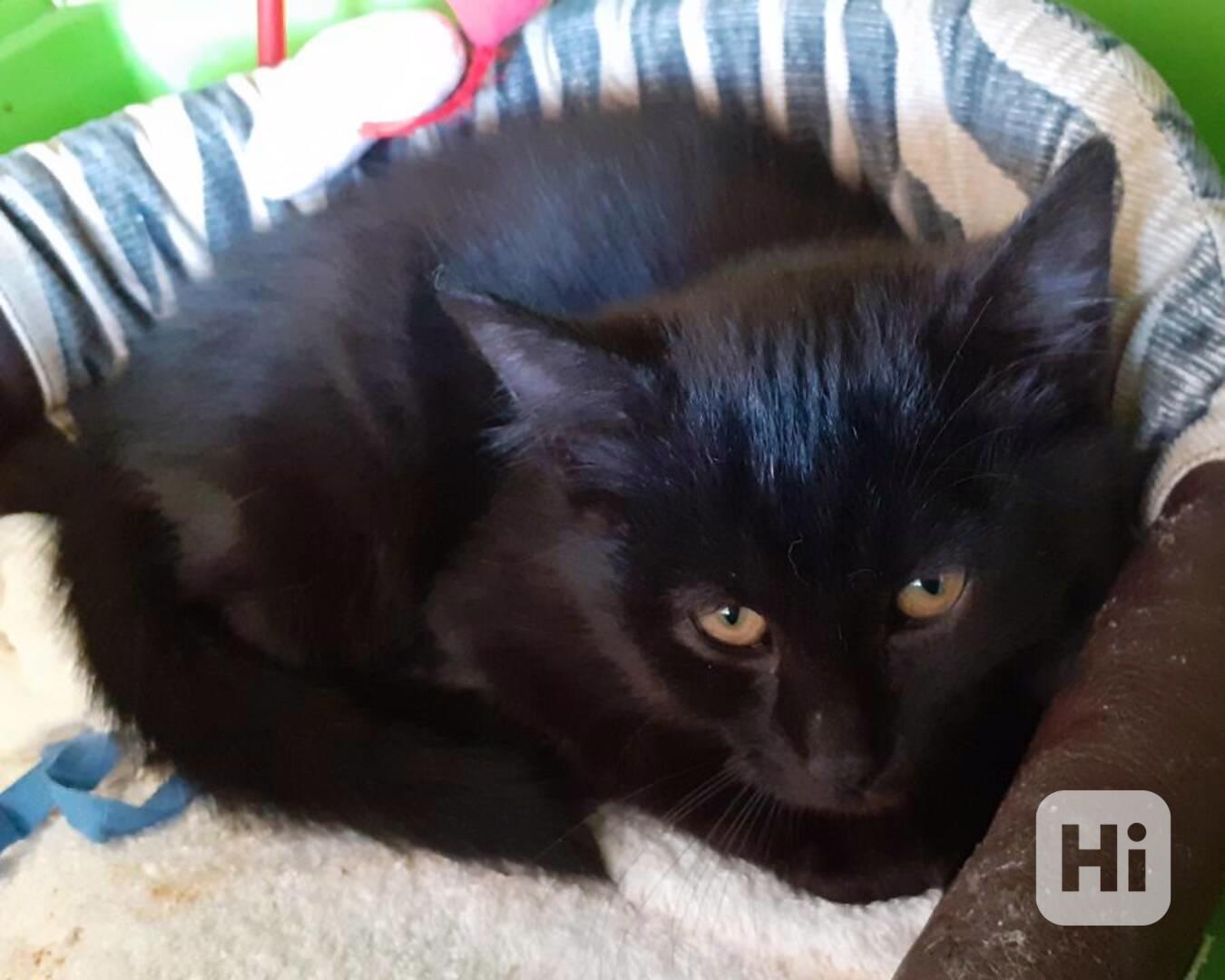 Opatrný 3měsíční černý kocourek Čertík  - foto 1