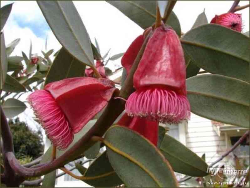 Eucalyptus Tetraptera - semena - foto 1