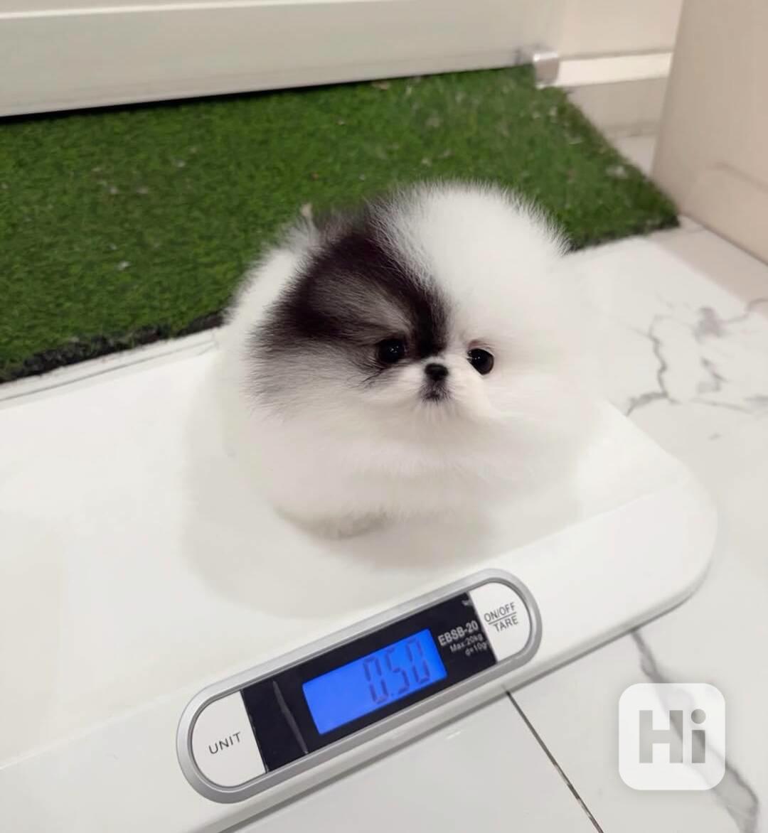 Krásne šteniatka pomeraniana k dispozícii - foto 1