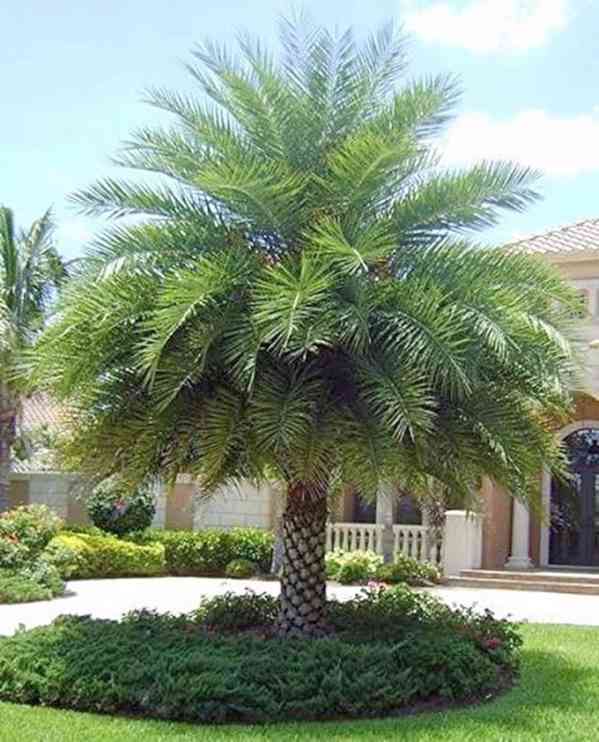 naklíčená semena palma Phoenix Sylvestris robusta