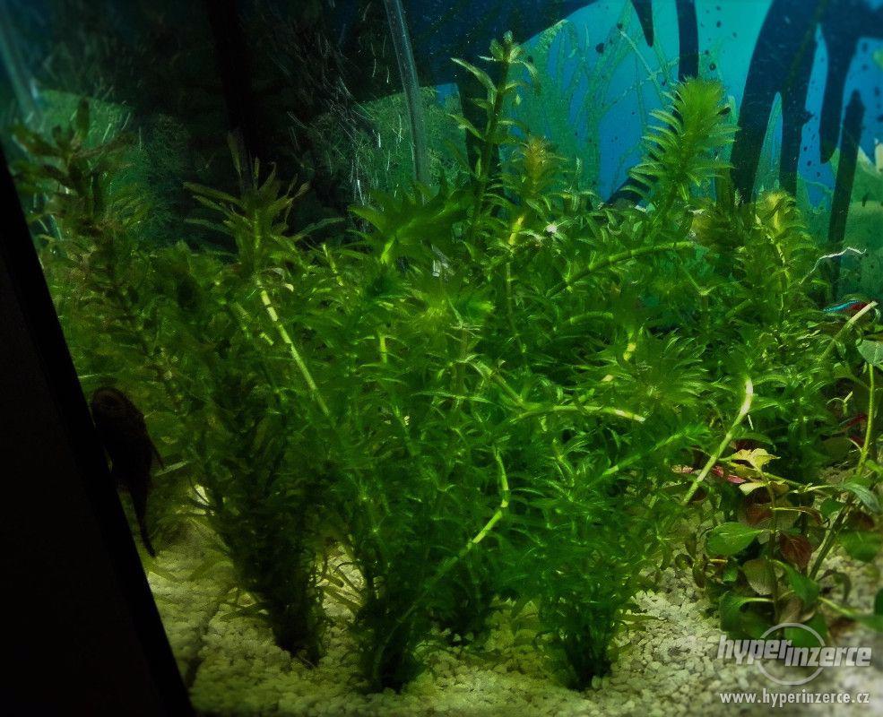Egeria densa / douška hustolistá - foto 1