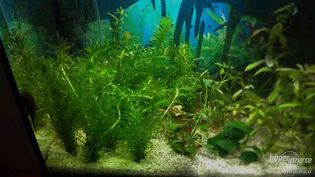 Egeria densa / douška hustolistá - foto 2