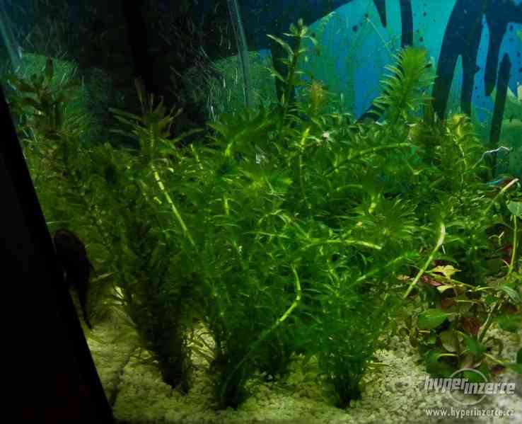 Egeria densa / douška hustolistá - foto 3