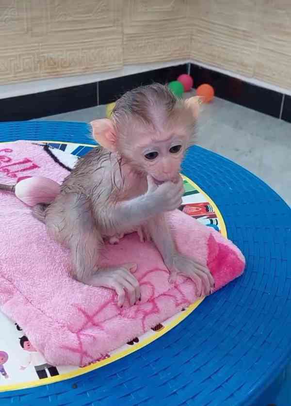 Přátelské kapucínské opice k adopci - foto 1