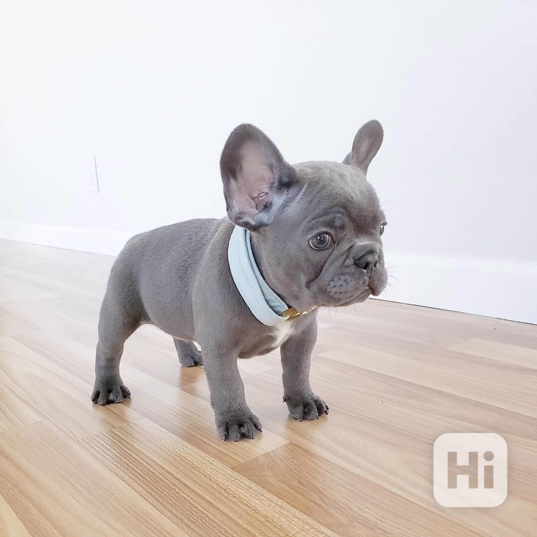 Mini a standardní štěňata Francouzský buldočka - foto 1