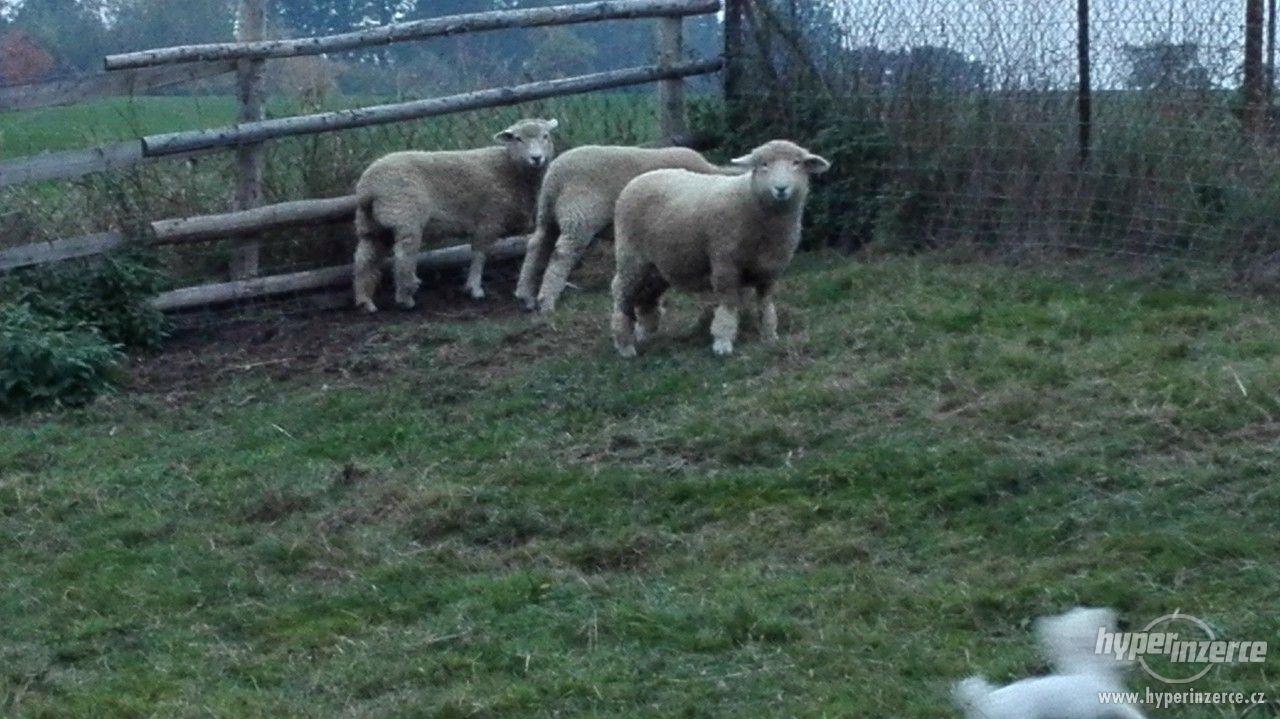 prodam kralovske ovce - foto 1