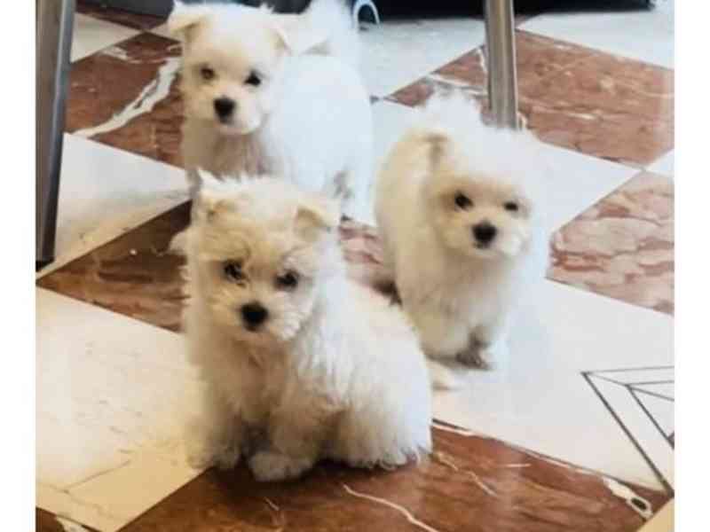 AKC Reg, Maltese Pups - foto 2