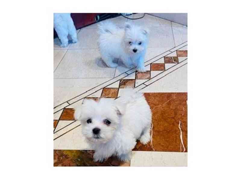 AKC Reg, Maltese Pups