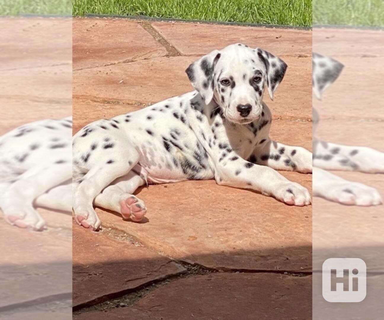 Štěňata dalmatinů - foto 1