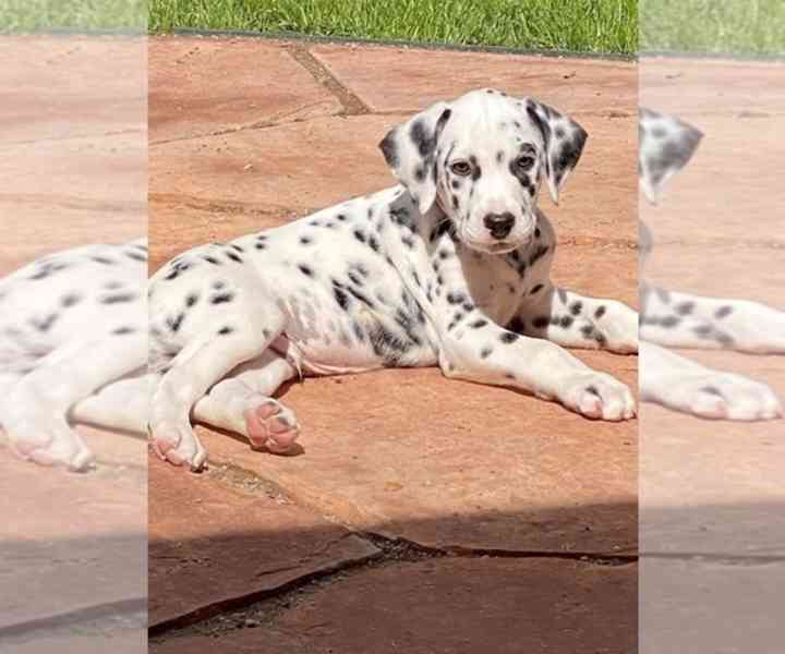 Štěňata dalmatinů - foto 1