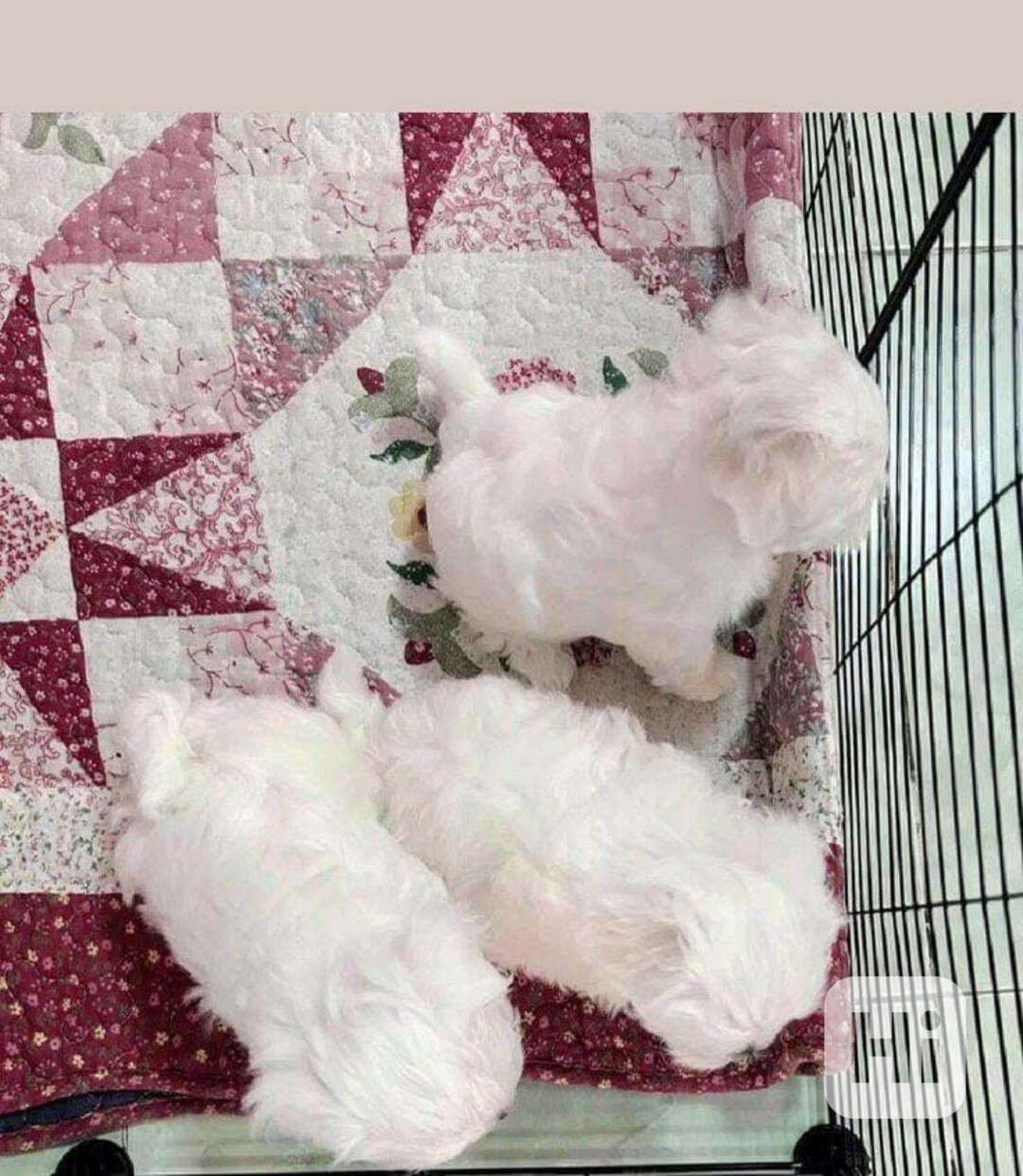 štěňátka maltézáka a fenky k adopci zdarma - foto 1