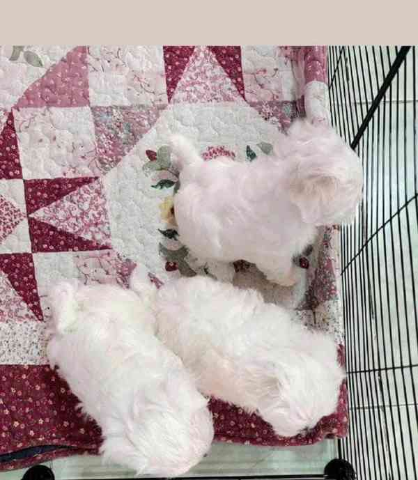 štěňátka maltézáka a fenky k adopci zdarma - foto 1