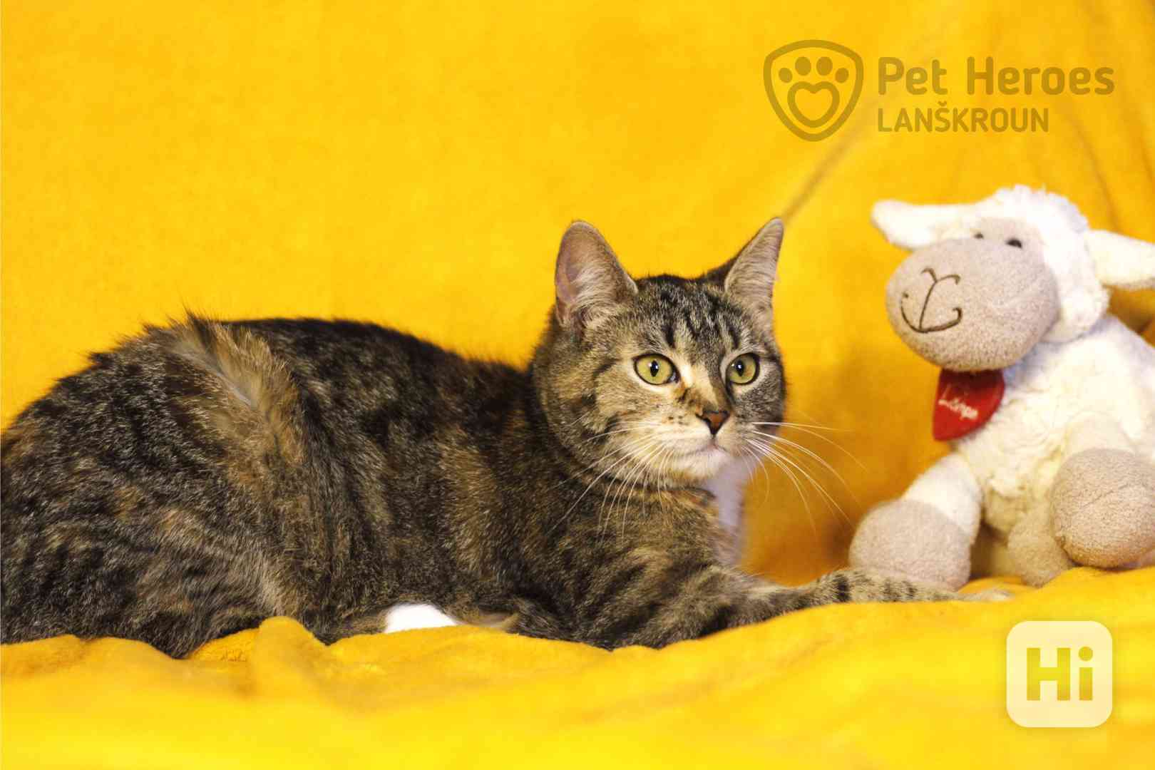 Tempura ❤ ňuňavý rarášek ❤ kočička k adopci - foto 1