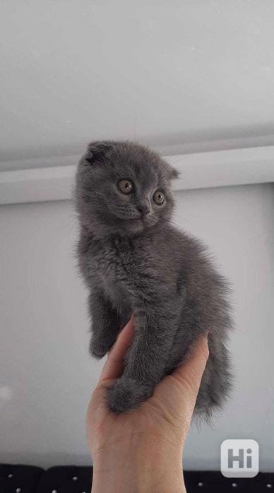 Krásná britská krátkosrstá koťátka k adopci - foto 1
