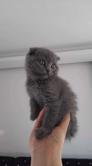 Krásná britská krátkosrstá koťátka k adopci - foto 1