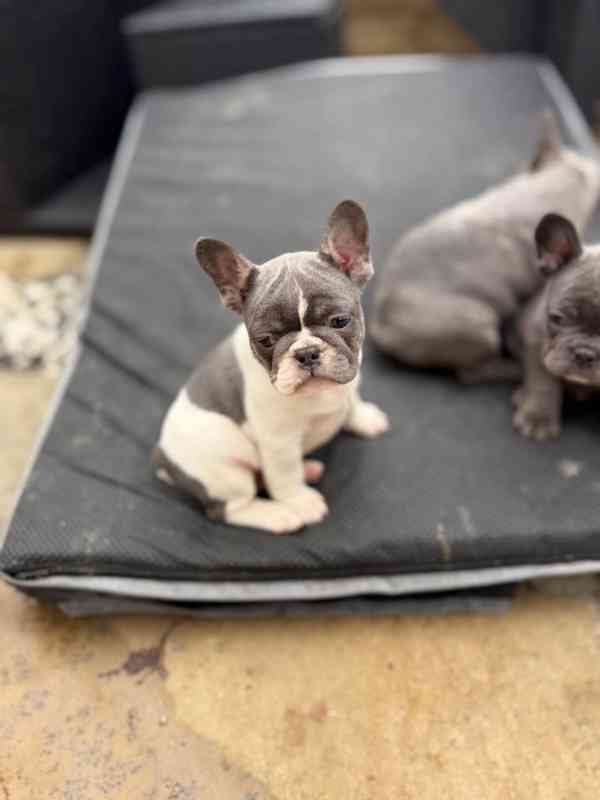 Francouzský buldoček bez pp prodej - - foto 1