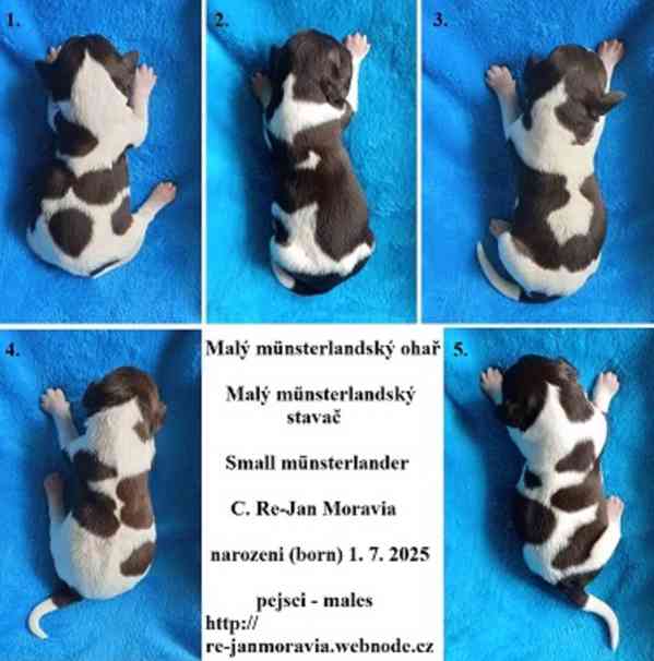 Malý münsterlandský ohař prodám štěňata s PP - foto 3