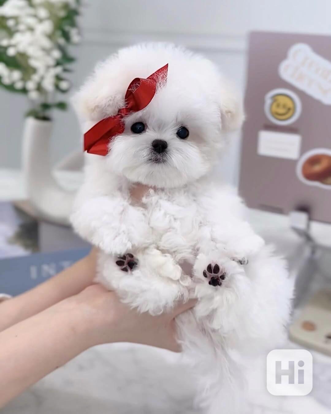 Mini bišonek, na kterého nezapomenete — Podo 🍇 S osobností  - foto 1