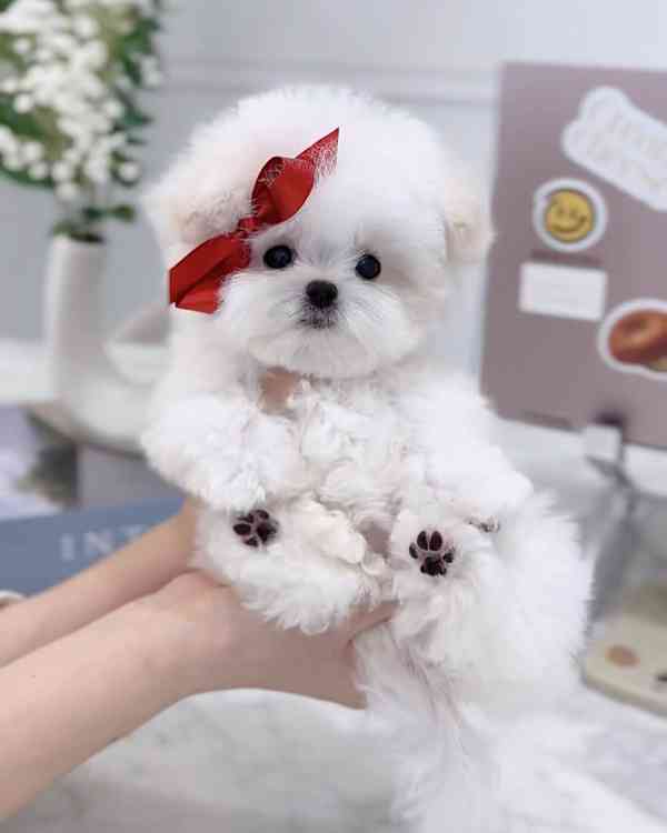 Mini bišonek, na kterého nezapomenete — Podo 🍇 S osobností  - foto 1