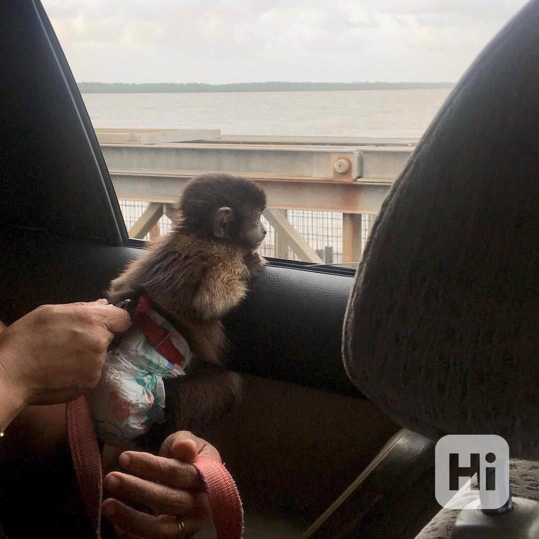 Kapucínské opice - foto 1