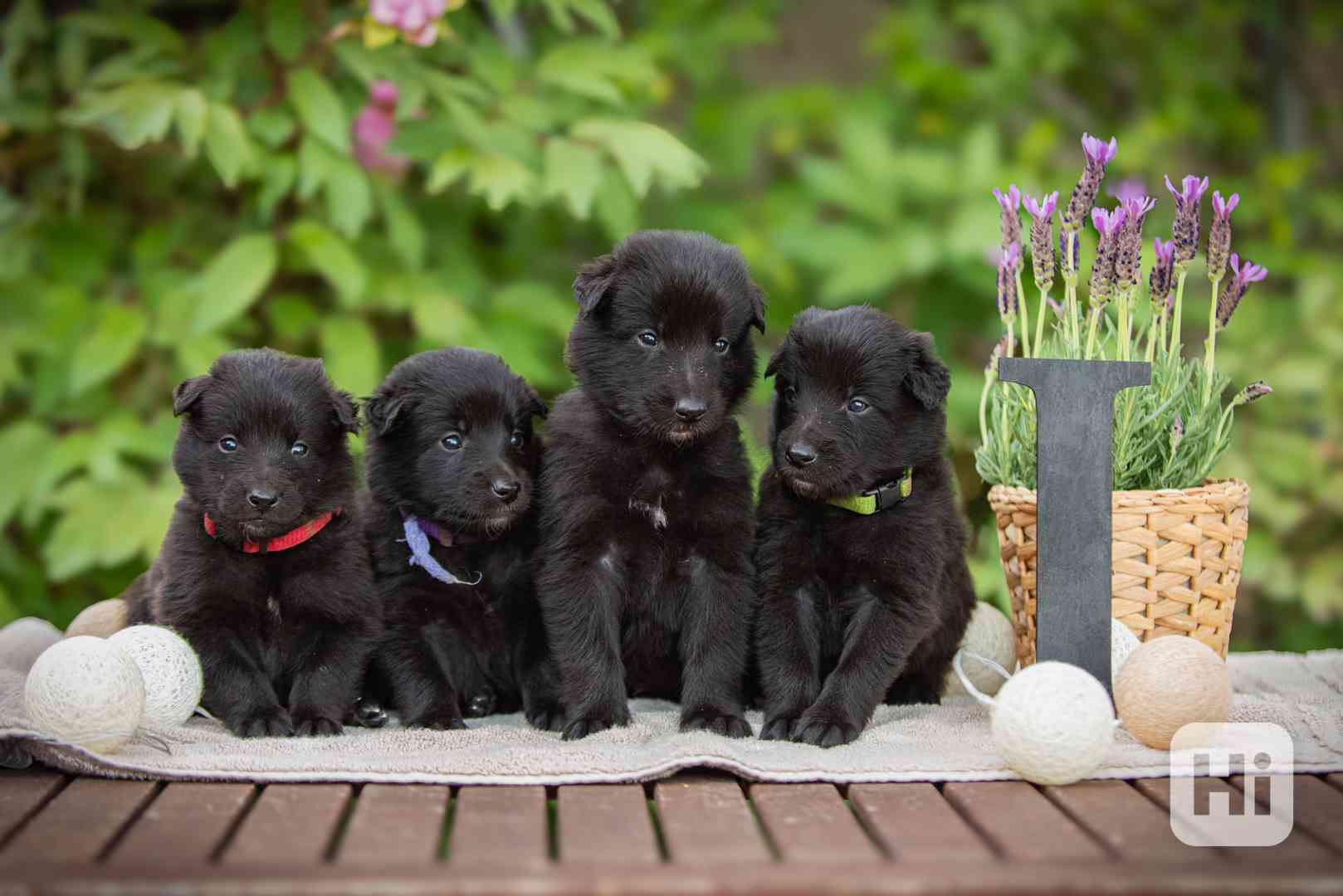 Belgický ovčák Groenendael - pejsek s PP - foto 1
