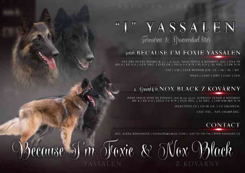 Belgický ovčák Groenendael - pejsek s PP - foto 6