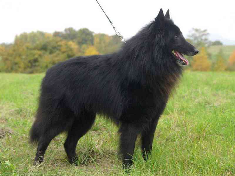 Belgický ovčák Groenendael - pejsek s PP - foto 2