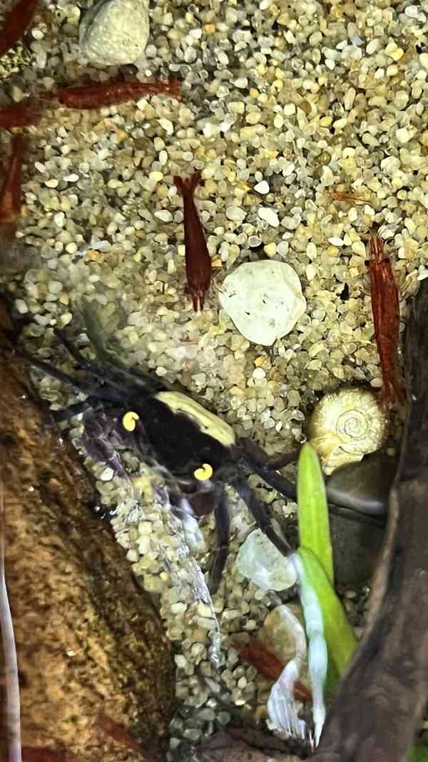 Geosesarma dennerle - foto 3