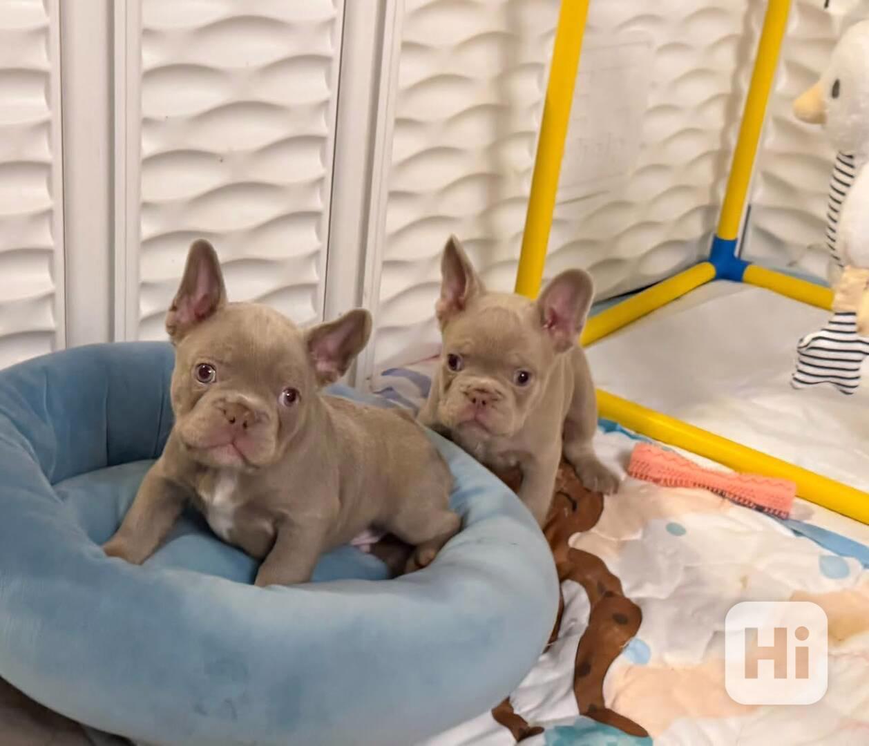 Francouzský buldoček - foto 1