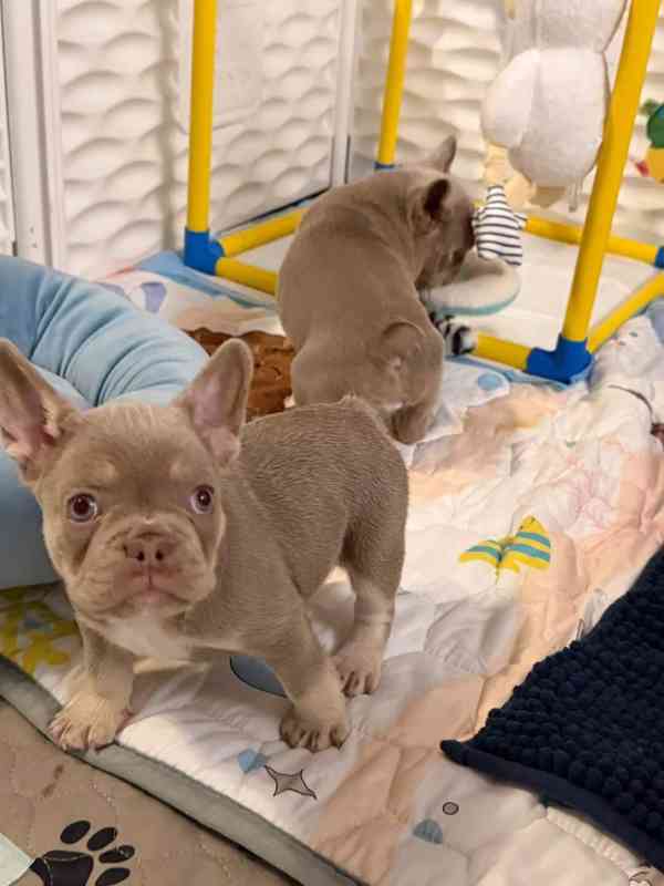 Francouzský buldoček - foto 2