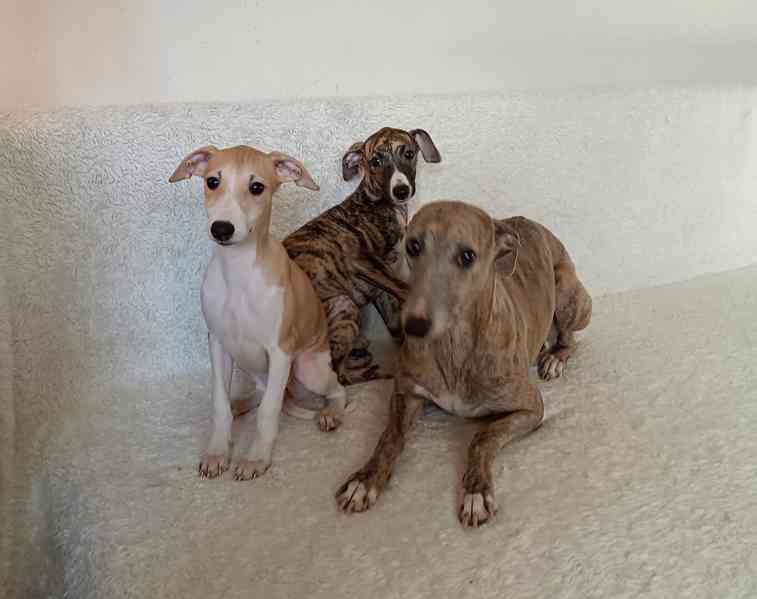 Vipet /Whippet / - štěňátka s PP - foto 2