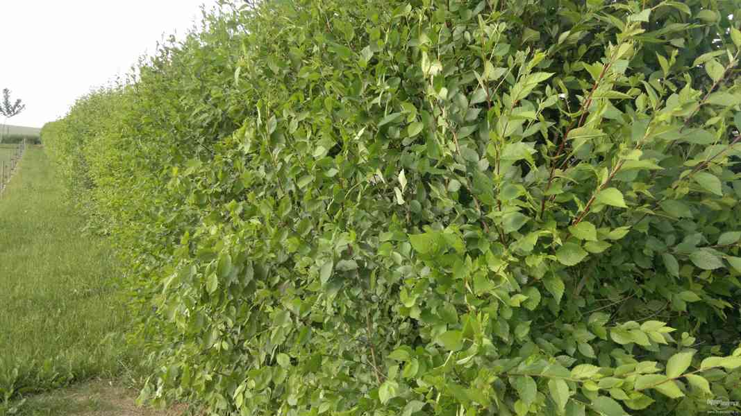 Jilm sibiřský 60-80 cm - nejrychleji rostoucí živý plot - foto 1