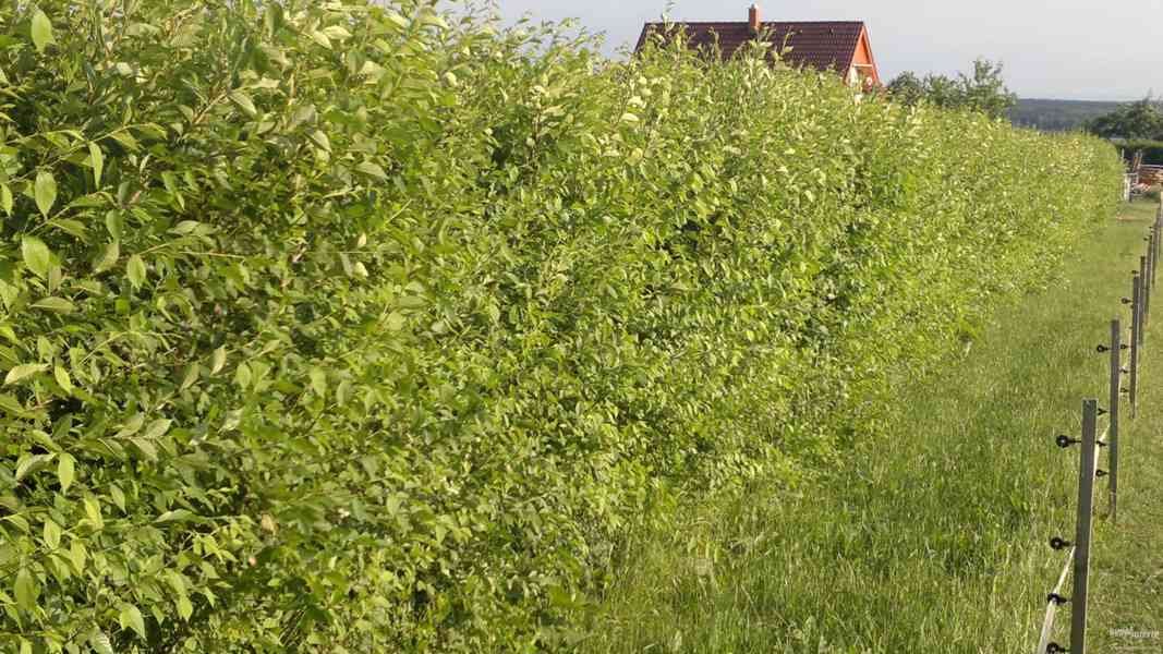 Jilm sibiřský 60-80 cm - nejrychleji rostoucí živý plot - foto 2