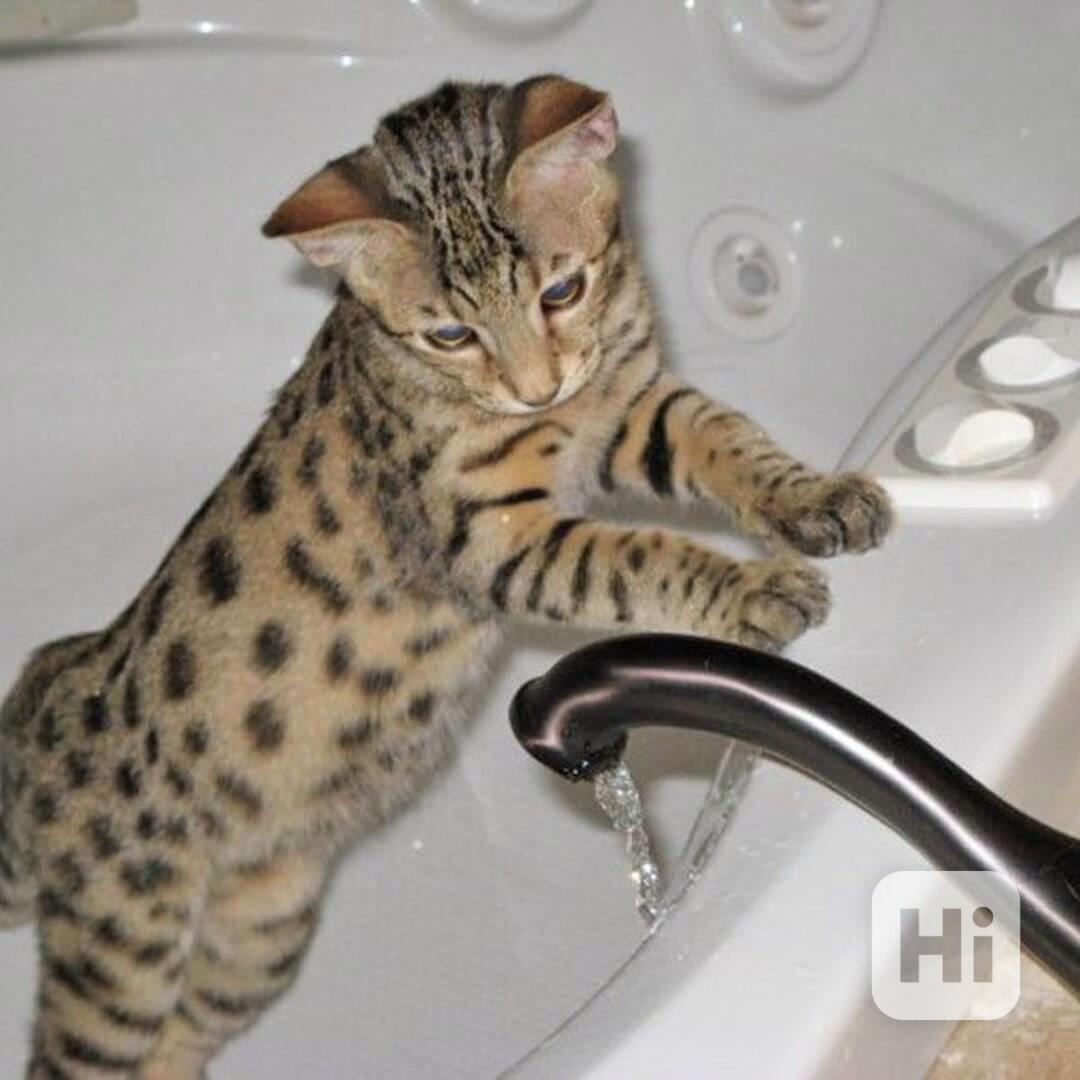 Dárek zdarma Savanová koťátka k adopci   - foto 1