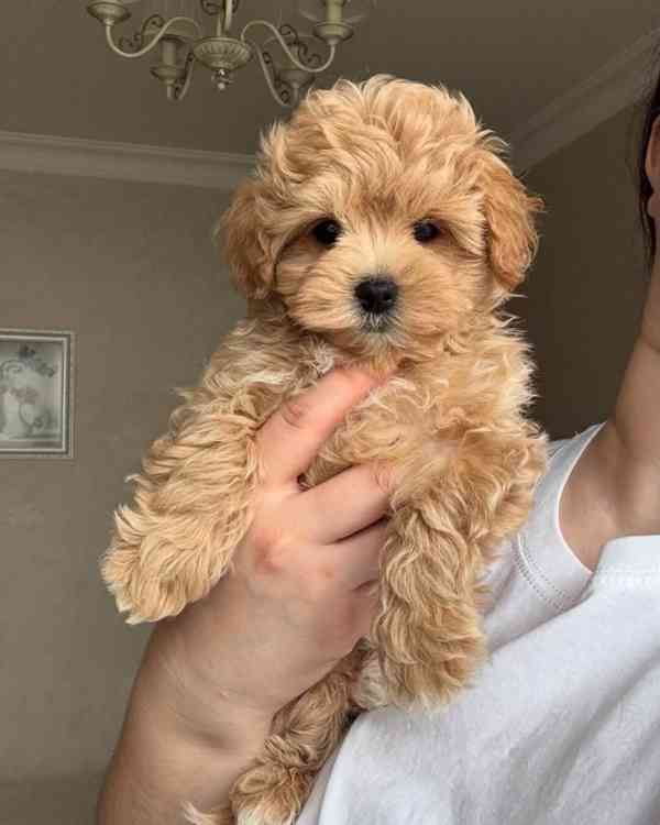 Krásná štěňata Maltipoo - foto 1