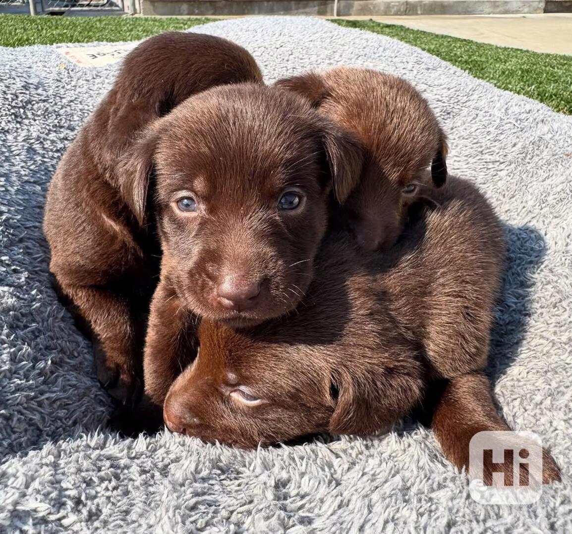 Prodáváme labradora - foto 1