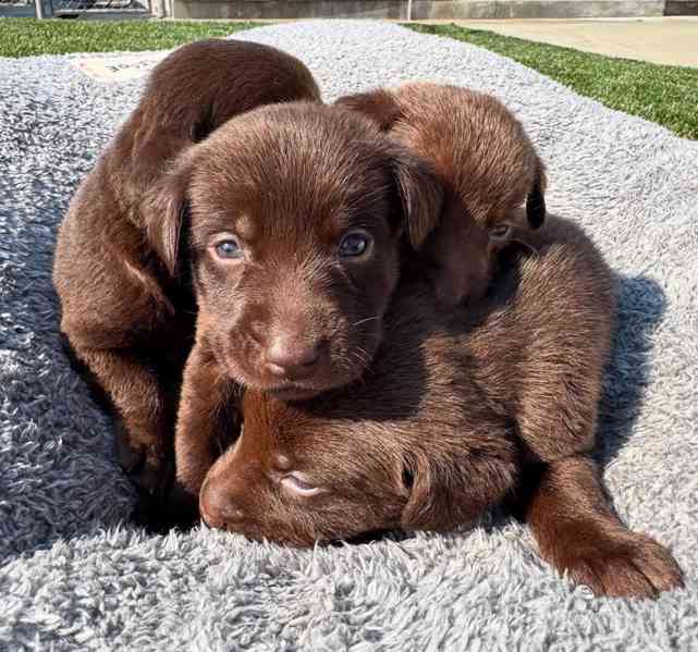 Prodáváme labradora - foto 1